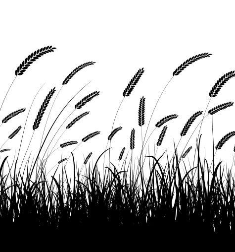 Wheat Sample Pattern